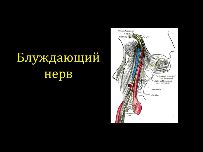 Блуждающий нерв